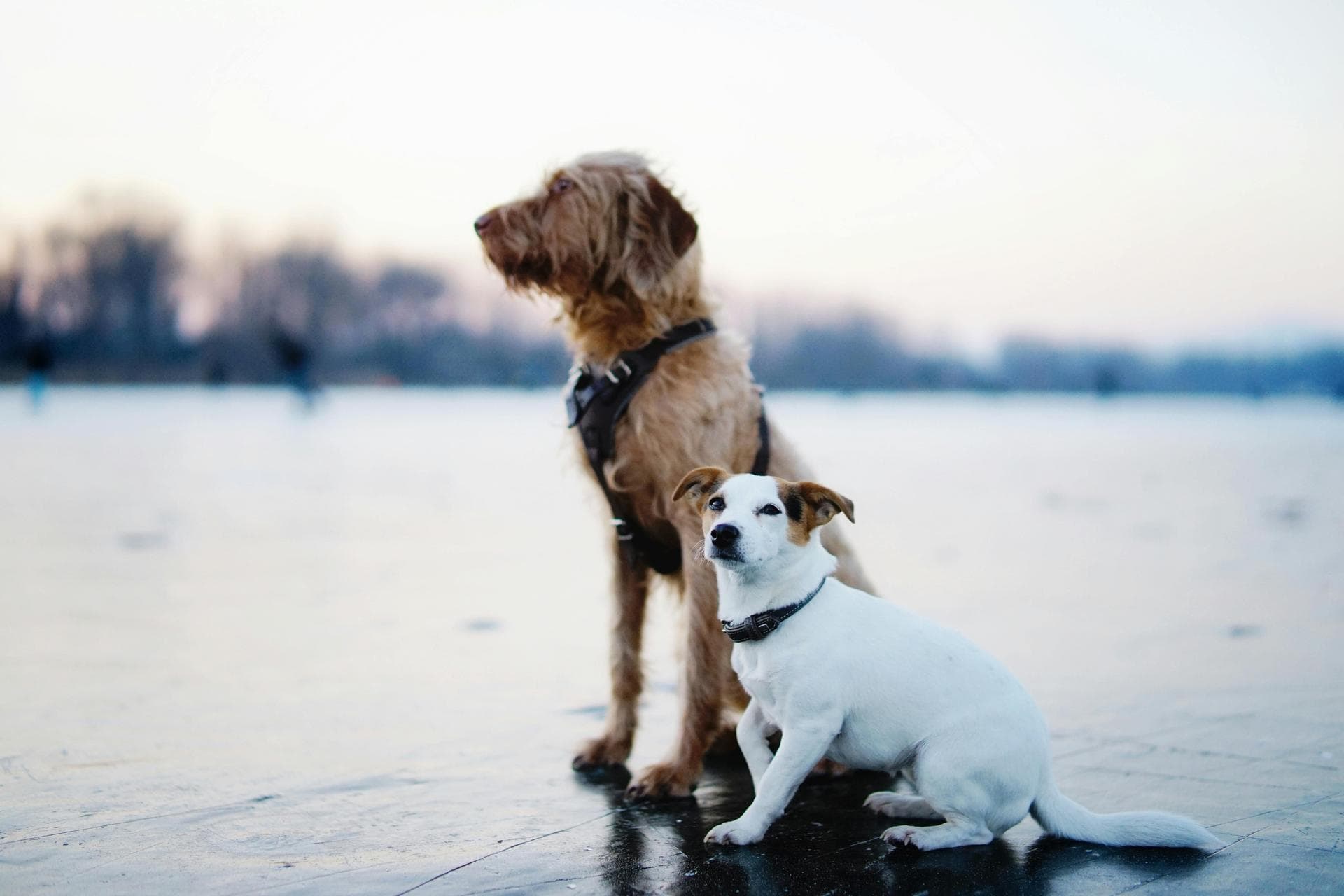 Emergency Vets in Pawtucket